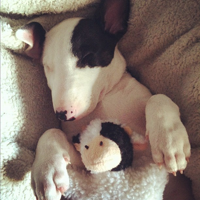 Милые животные и мягкие игрушки 