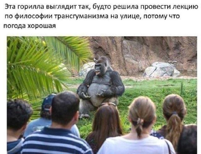 Подборка смешных картинок и прикольных фотографий с надписями со смыслом Подборка смешных картинок и прикольных фотографий с надписями со смыслом