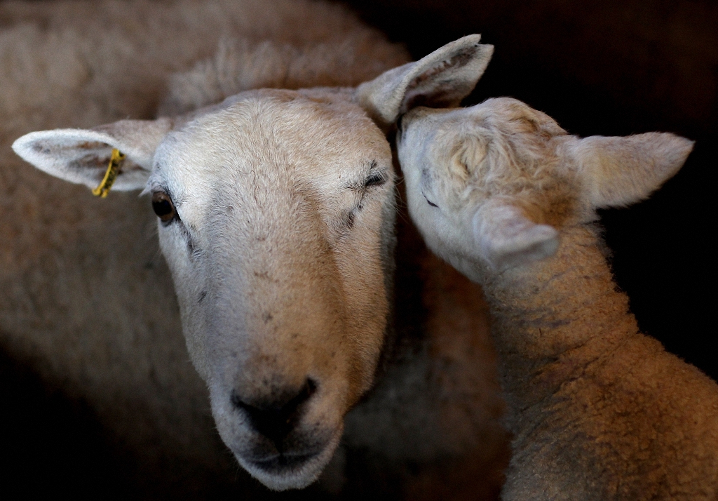 Детёныши и их мамы Детёныши и их мамы животные,интересное,позитив