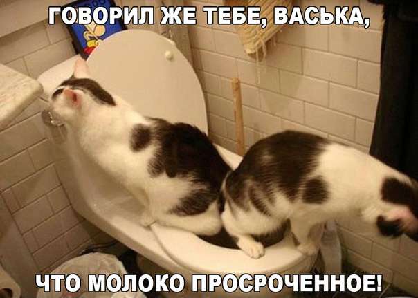 Забавный котопозитив