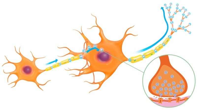 8. Во время работы нейроны общаются друг с другом, и мозг нагревается
