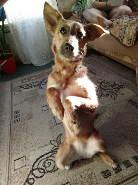 Прости меня хозяйка