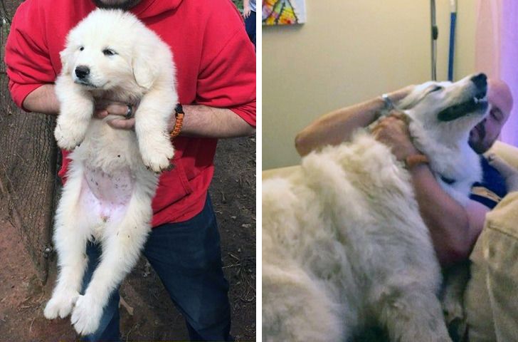 Любителям собакенов: большие собаки созданы для людей с огромным сердцем 