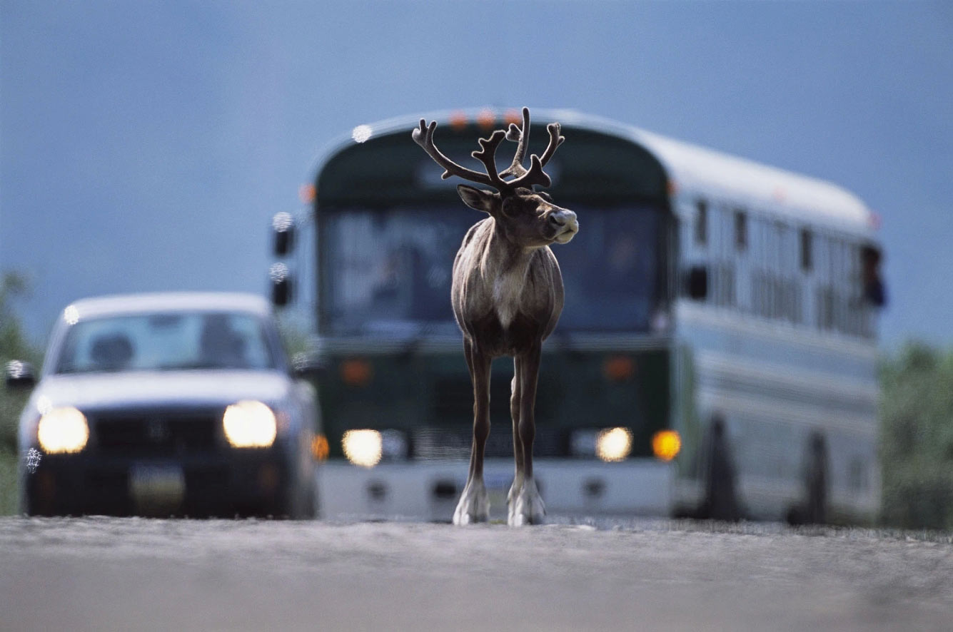 Олень на дороге. Северный олень на дороге. Замерзший олень Аляска. Транспорт для охота на оленей Америка.