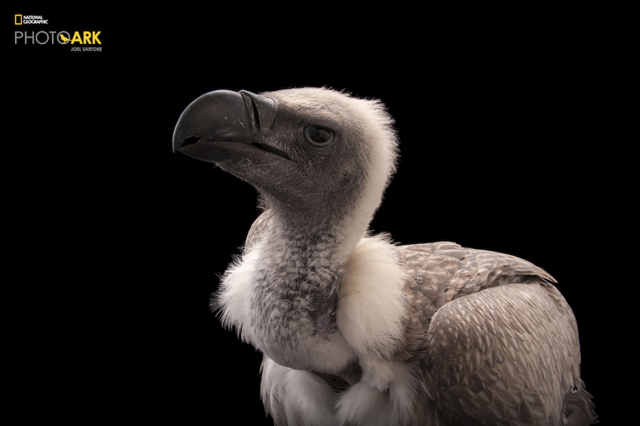 National Geographic начал кампанию, посвященную сохранению исчезающих видов