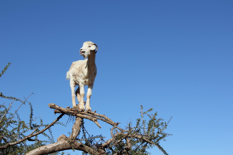 goats-in-the-trees-005