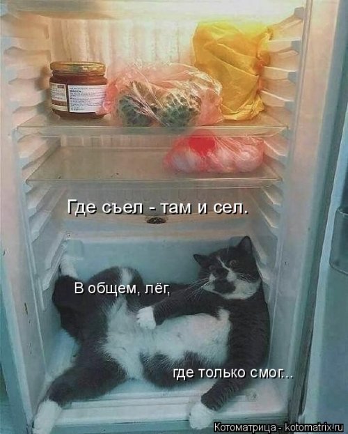 Лучшая котоматрица недели Лучшая котоматрица недели смешные картинки