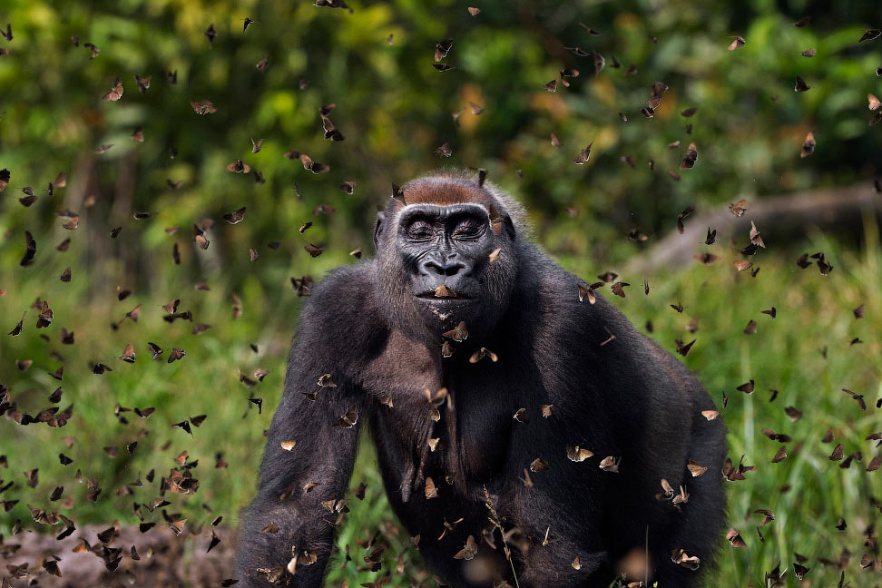 Western lowland gorilla female 'Malui' walking through a cloud of butterflies she has disturbed in a bai