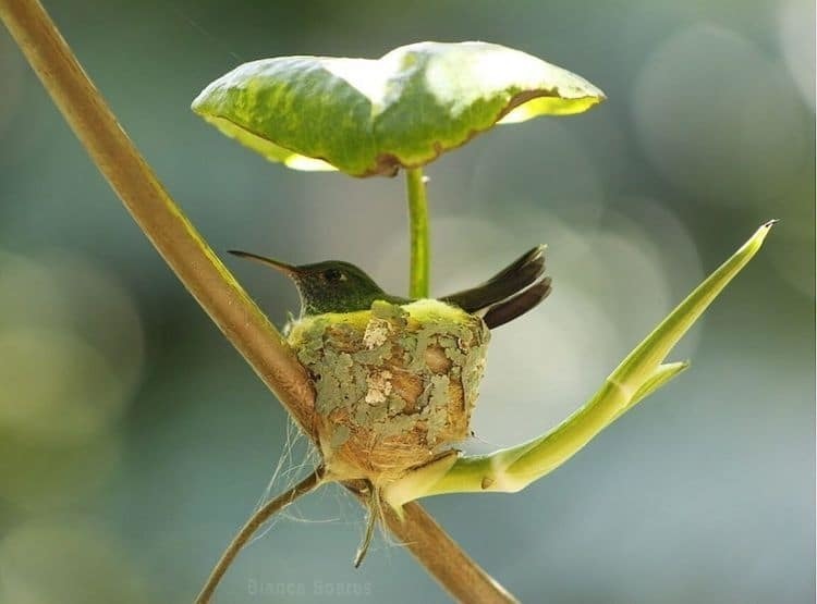 Сообразительная колибри построила гнездо под крышей из листьев 