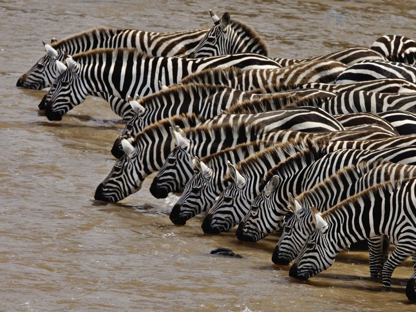 Так все же черная или белая: 10 интересных и удивительных фактов о зебрах