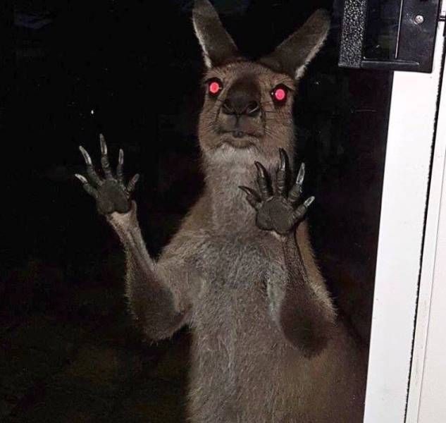 Прикольные картинки картинки из сети, прикол, юмор