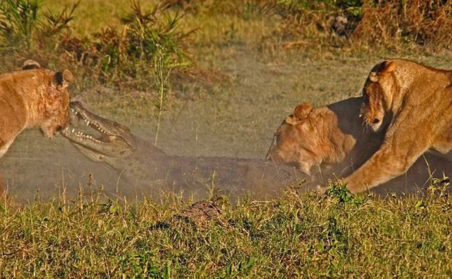 Чудовищная схватка львиц и крокодила попала на камеру Видео,звери,крокодилы,львы,охота,Пространство