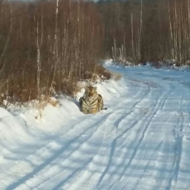 Лежачий таежный полицейский