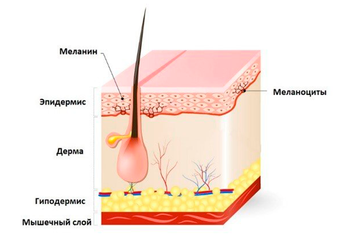 Меланоциты. Меланин в эпидермисе кожи. Меланин дерма или эпидермис. Строение волоса меланин.
