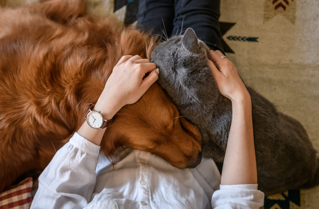 Как подружить собаку и кота Как подружить собаку и кота