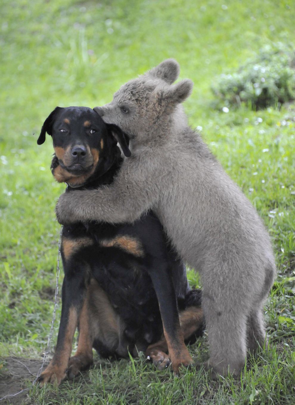 Медвежонок и собака, Словения