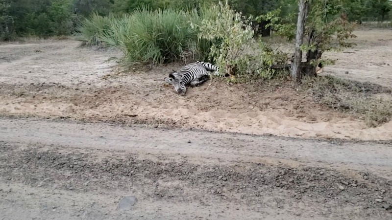 Изможденная зебра лежала в ловушке, с надеждой смотря на туристов заграница,туризм,турист