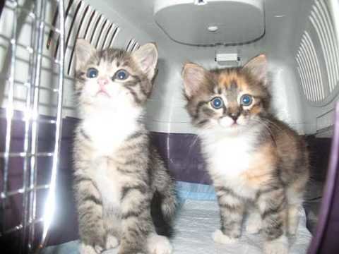 В приюте жизнь не сахар. Муркин блог