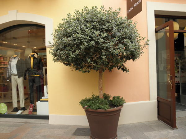 Кадочное растение у входа в магазин, Испания, Барселона