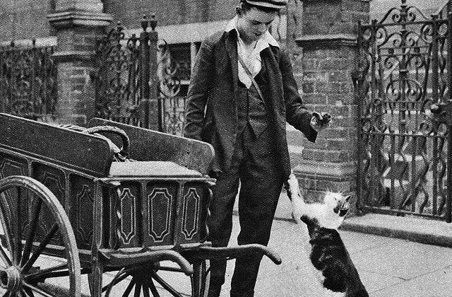 История фото: кошачий курьер