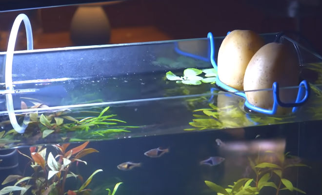 Выращиваем картошку в аквариуме с рыбой аквариум,вода,картофель,Пространство,рыба,эксперимент