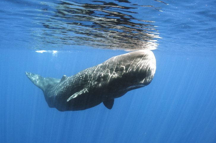 Самые необычные факты о нашем мире, которые удивят даже циника со стажем. мир,факты