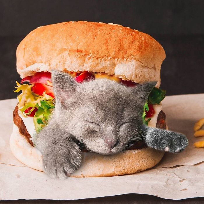 «Коты в еде»: Забавные фотоманипуляций от российской блогерши, покорившие интернет 