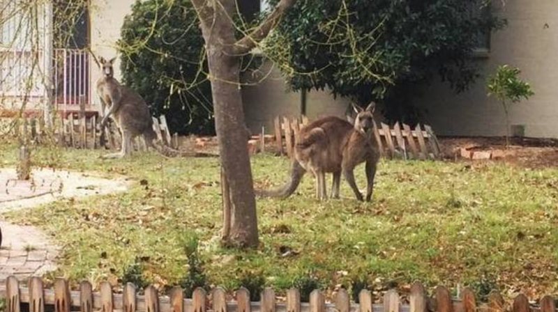 Один из местных жителей, Питер Робинсон сообщил, что обнаружил крупного кенгуру на своём заднем дворе, где зверь грыз газон. Такого мужчина ещё никогда не видел австралия, в мире, животные, кенгуру