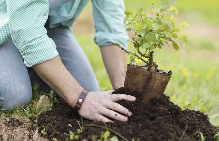 Простой и проверенный способ получить саженец любого дерева полезные советы,сад и огород,садоводство