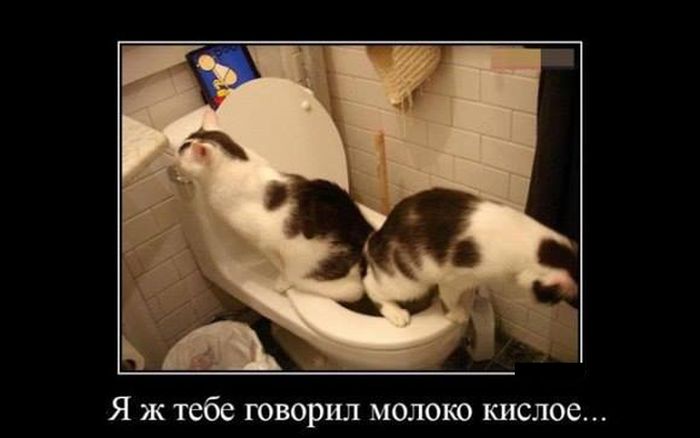 Демотиваторов пост: «Встретив медведя в лесу…» 