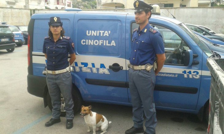 Наркокартель назначил 400 000 руб за голову пса Наркокартель назначил 400 000 руб за голову пса