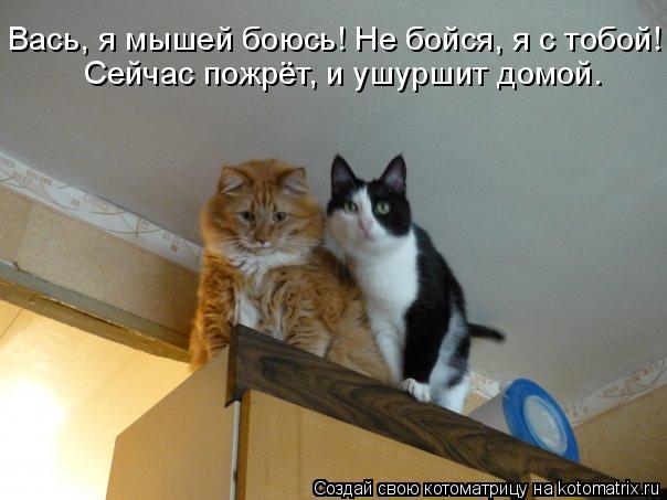 Котоматрица: Вась, я мышей боюсь! Не бойся, я с тобой! Сейчас пожрёт, и ушуршит домой.