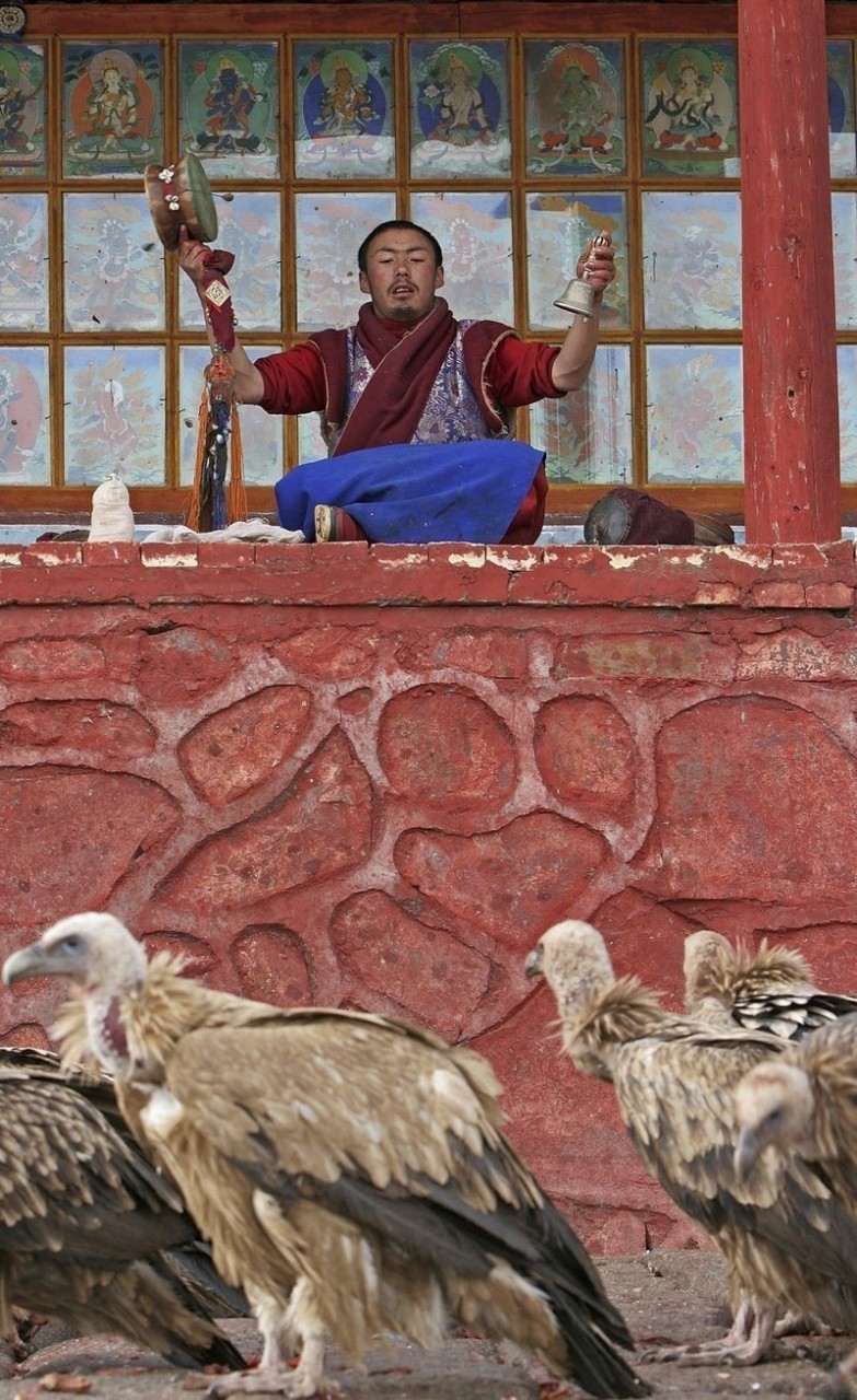 Однако в 1974 году после многочисленных просьб монахов и тибетцев китайское правительство позволило возобновить "Небесные похороны" буддизм, грифы, небесное погребение, похороны, тибет, факты