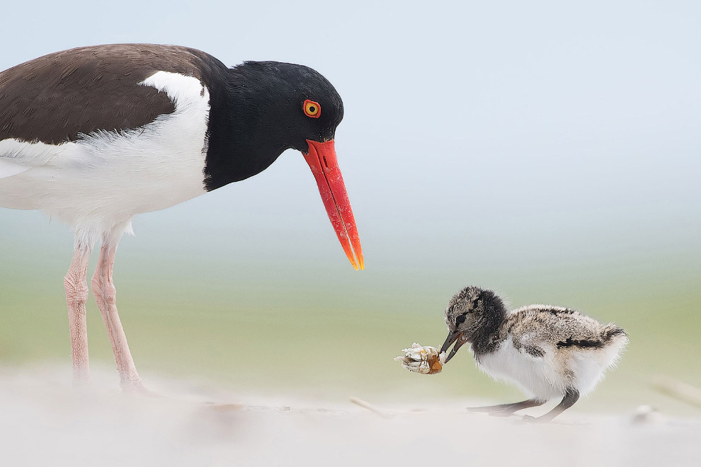 Удивительные фото птиц с конкурса Audubon Photography Awards 2017