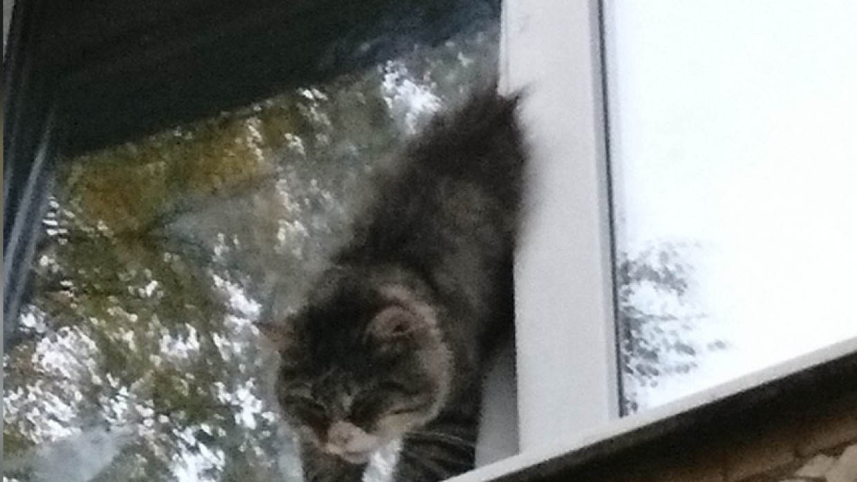 кот застрял в окне. кошка застряла в пластиковом окне. пластиковое окно кошка. кот застрял в пластиковом окне. кот застрял в окне.