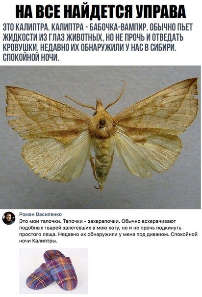 Новые комментарии из соцсетей 