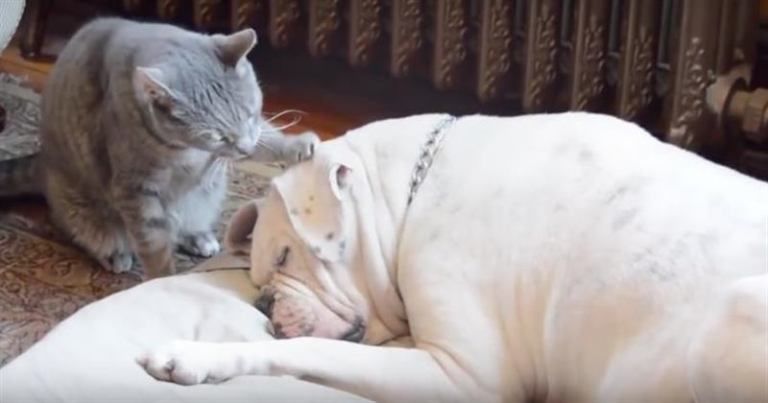 У кота не получилось разбудить друга-пса, и он решил прилечь спать с ним истории из жизни