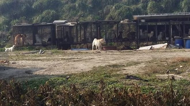 Котенок был так голоден, что ел грязь Free Korean Dogs, Дангджине, доброта, котёнок, спасение животных