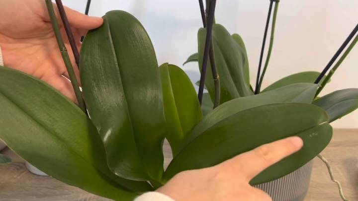 Орхидея обожает лимонную воду: она будет обильно цвести, даст живые жесткие листья и здоровые корни комнатные растения,цветоводство