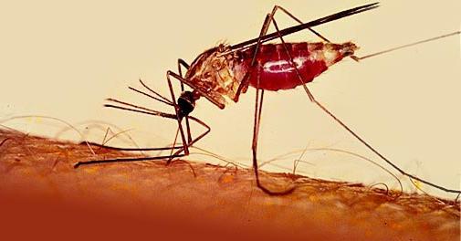 Малярийный комар в России: что необходимо знать