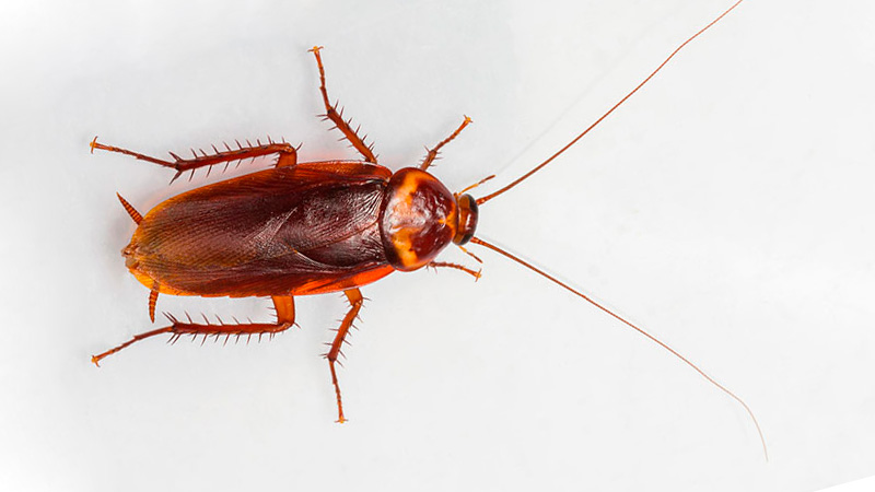 Зачем в Китае разводят миллиарды тараканов Зачем в Китае разводят миллиарды тараканов