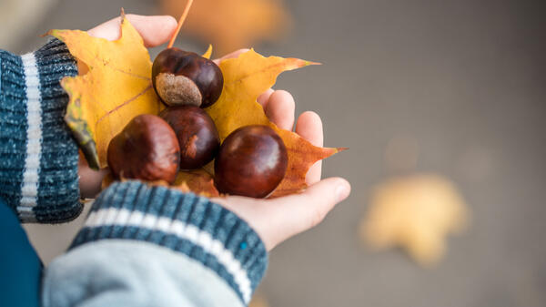 Поделки из каштанов и желудей - похожая новость на Toplenta