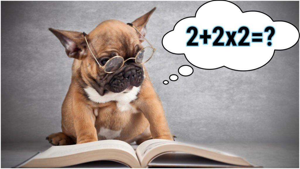 Топ — 5 самые умные породы собак 