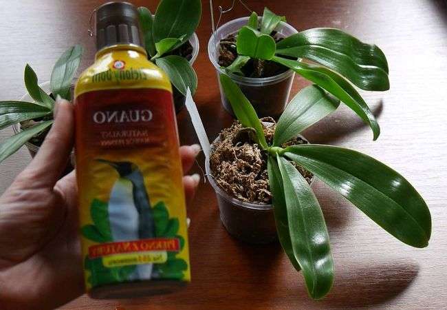Укоренитель для орхидеи