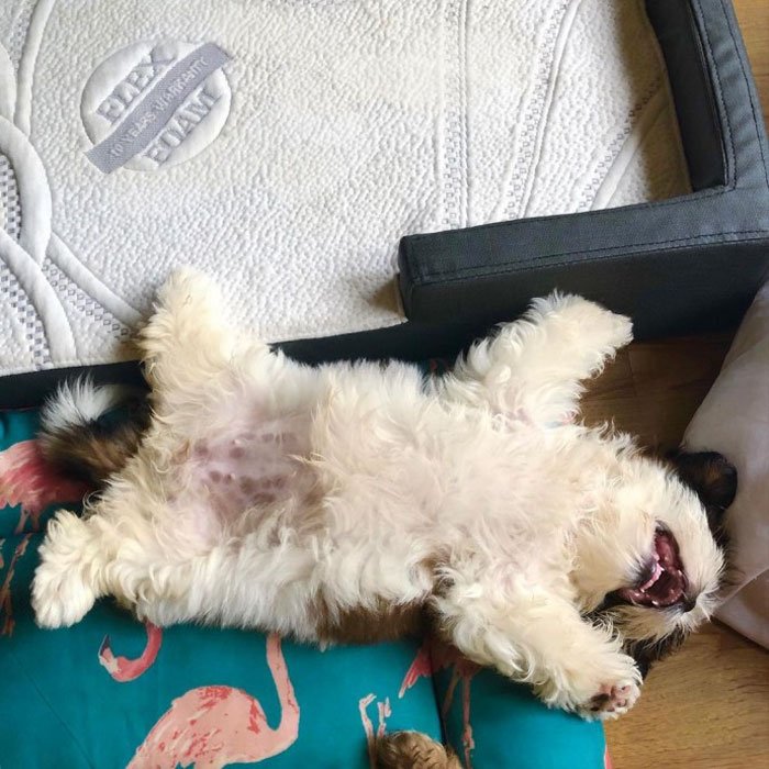 Забавные спящий щенок - новая интернет-сенсация