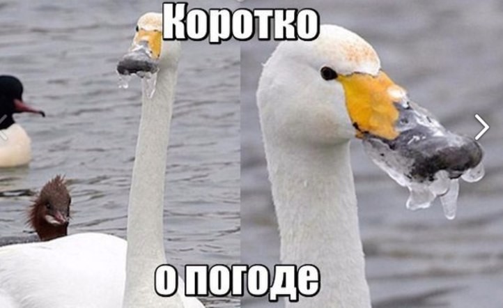 смешные картинки с надписями весело, прикол, юмор