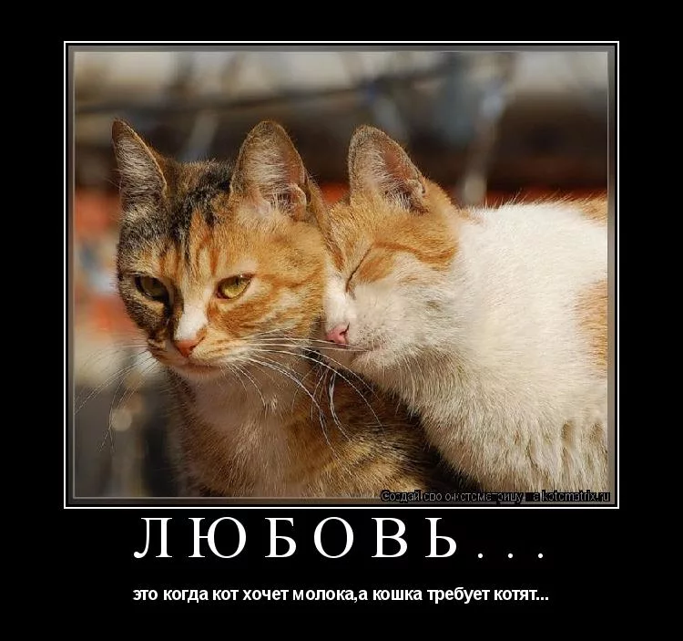 Картинка хочу кота. Про мартовских котов с юмором. Люблю котика. Прикольные коты. Кошачья любовь приколы.