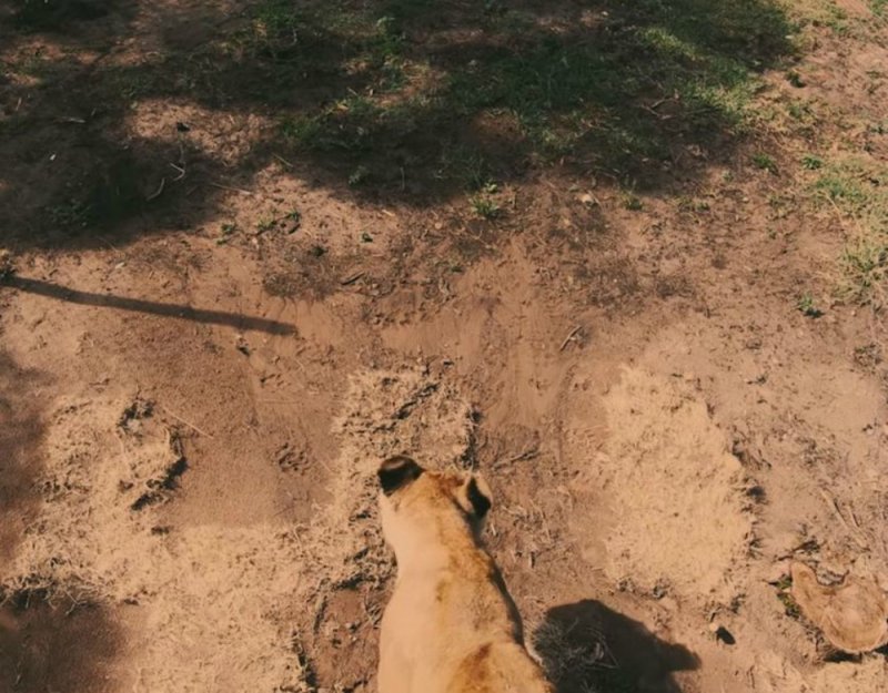 Цирковые львицы, не видевшие белого света, учатся жить заново Цирковые львицы, не видевшие белого света, учатся жить заново животные