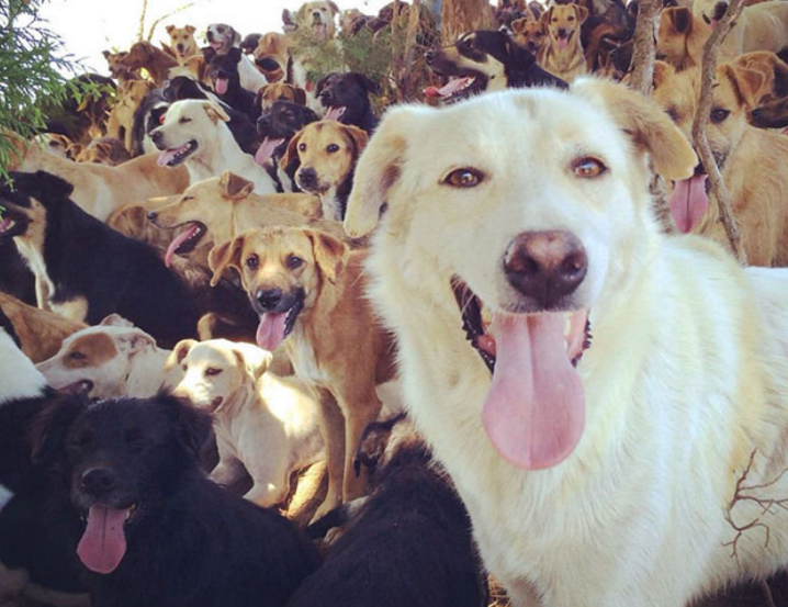 Маленькая болонка мальтезе. Датский дог зевс. Ирландский сеттер щенки. Ирландский волкодав и дети. Красивые собаки.