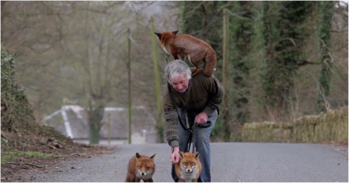 Всё о лисах. Настоящий человек лиса. Пэтси Гиббонс и его лисы. Лис отец. Dad fox